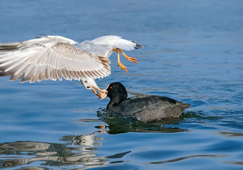 Black-Headed Gull Stealing Food From A Coot
