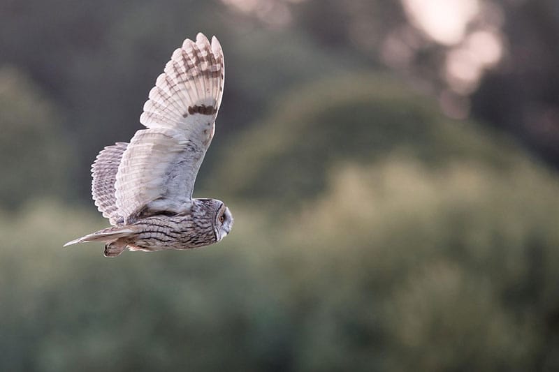Long-Eared Owl