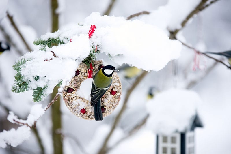 Bird Feeder In The Snow