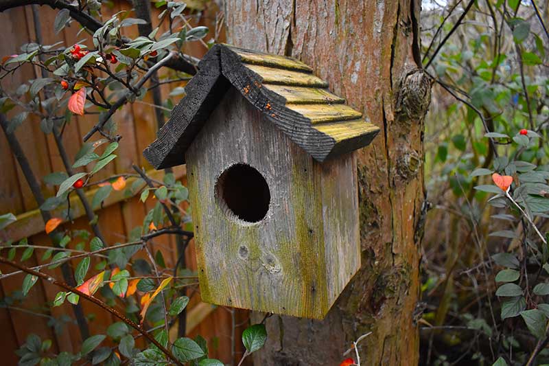 Wooden Small Bird Nesting Box Nest Garden Robin Wren Blue Tit Heart Nester... 