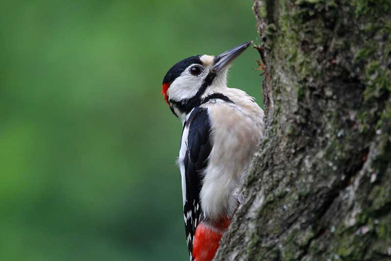 Great Spotted Woodpecker