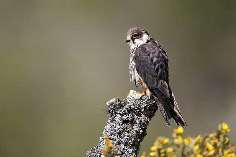 Discover five of the UK's commonly seen birds of prey & how to