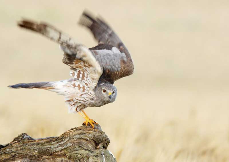 British Birds of Prey & Owls A4 Identification Chart Wildlife