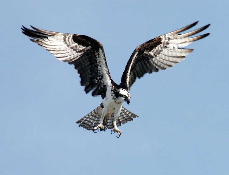 BBC Blogs - Springwatch - Wing Tips: Identifying our birds of prey