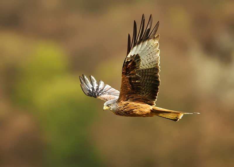 12 British Birds Of Prey To Spot In The Wild