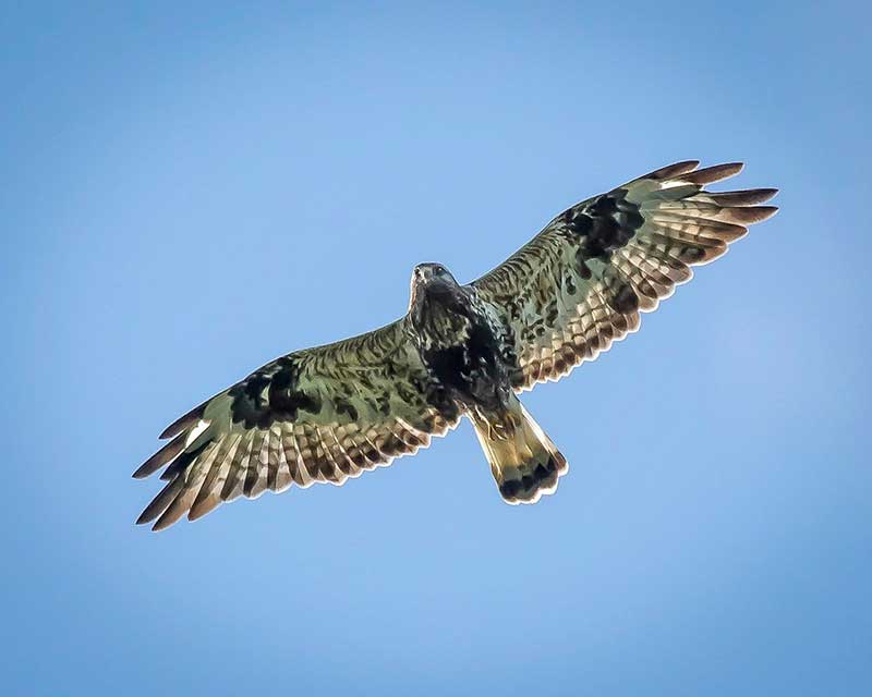 Bird of prey from silhouette?, Observation, UK and Ireland