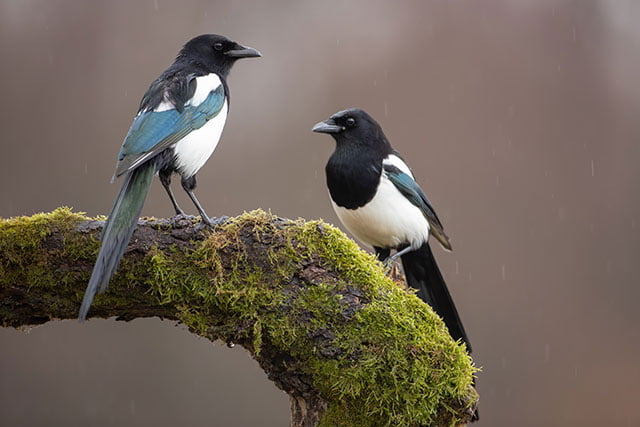 Two Magpies