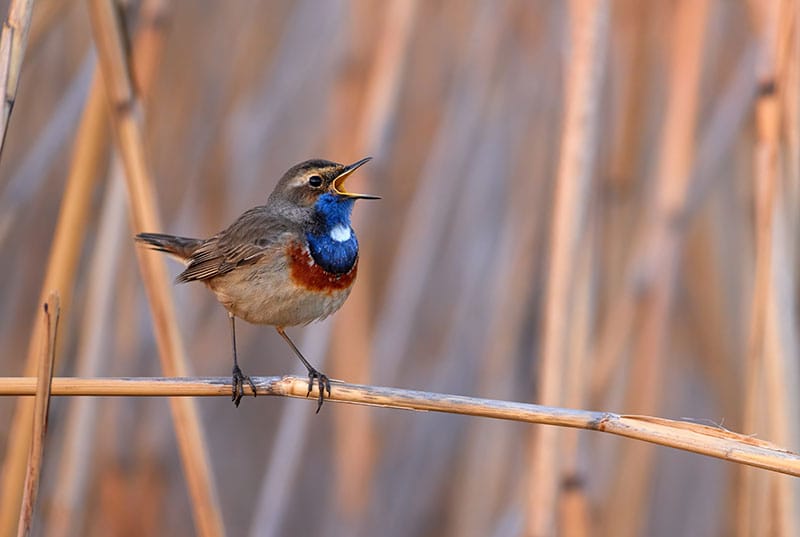 White-Spotted Bluethroat