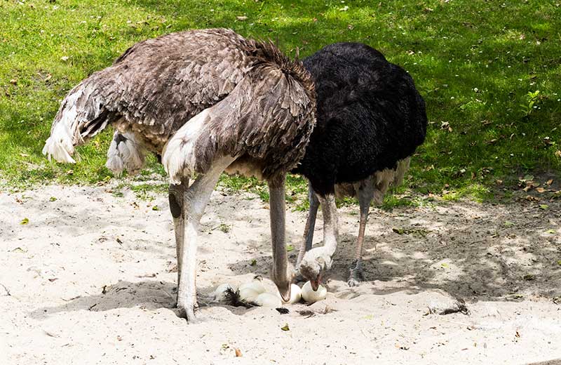 Why Do Ostriches Bury Their Heads In The Sand? | Bird Spot
