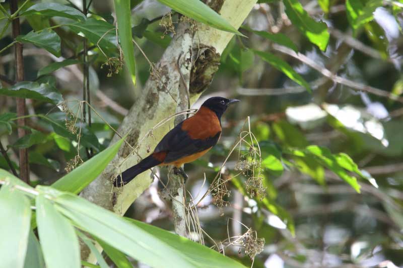 Hooded Pitohui