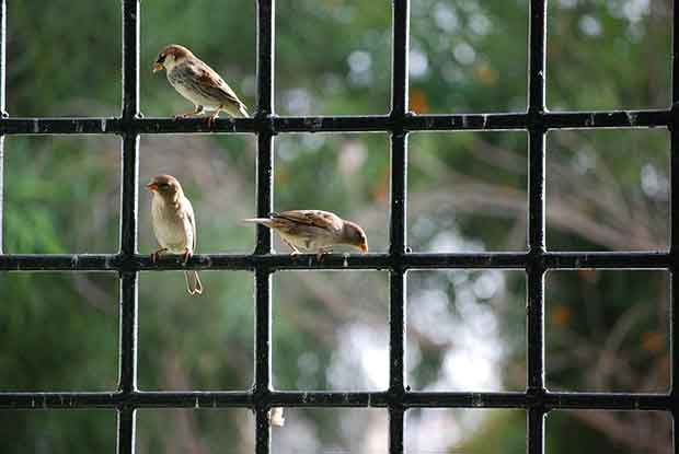 Why Do Birds Peck At Windows? | Bird Spot