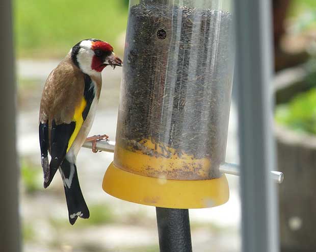 Niger Seed Bird Feeder Goldfinch Finder ideal for offering niger seeds that 