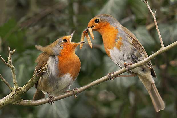 Courtship Behaviour In Birds | Bird Spot