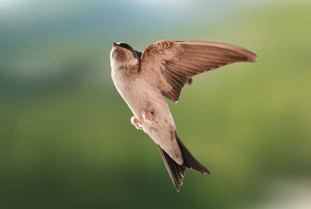 Aerial, Terrestrial And Arboreal Birds | Bird Spot
