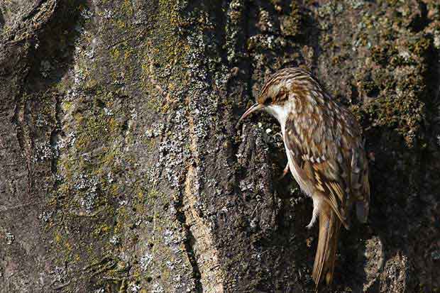 Aerial, Terrestrial And Arboreal Birds | Bird Spot