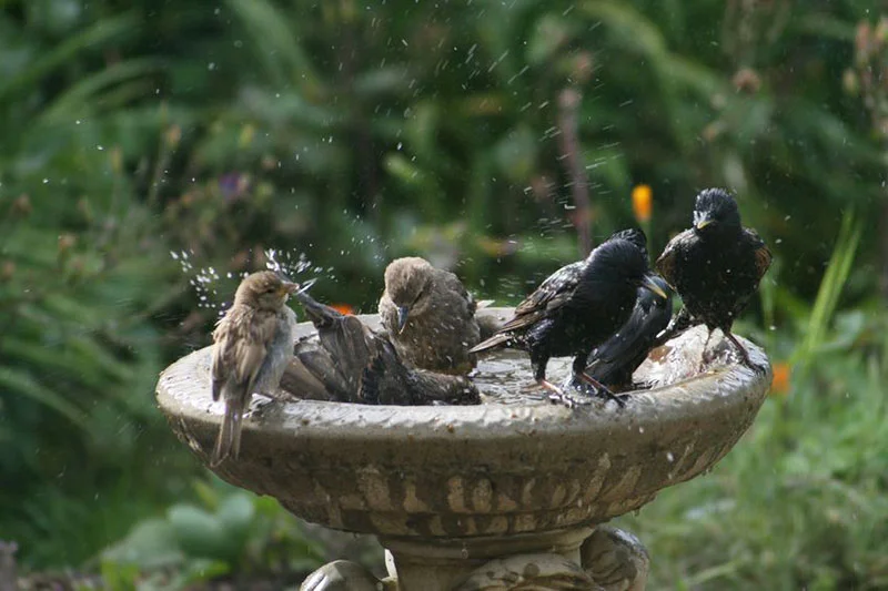 Sparrows On A Bird Bath