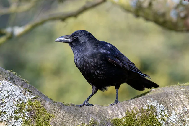 A parliament of rooks passes judgement on its weakest members