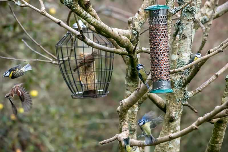 garden birds feeder
