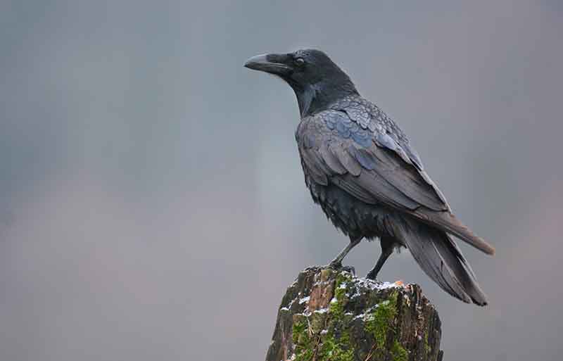 Raven