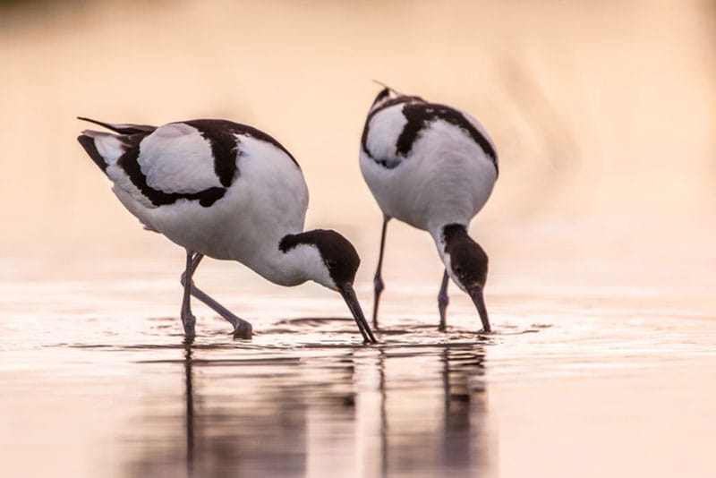 Avocets