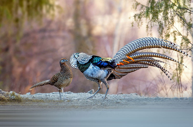 Male And Female Lady Amherst's Pheasant