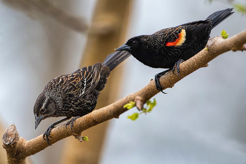 Male And Female Red-Winged Blackbirds