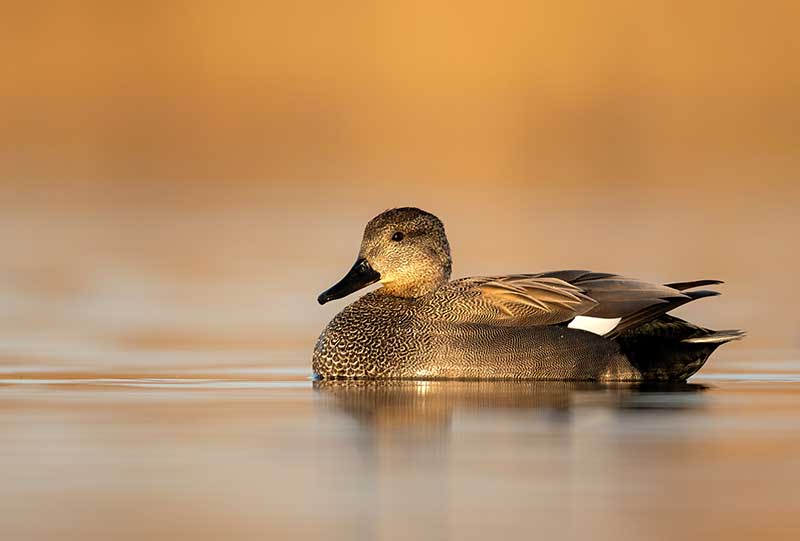 What Do Ducks Eat In The Wild? | Bird Spot