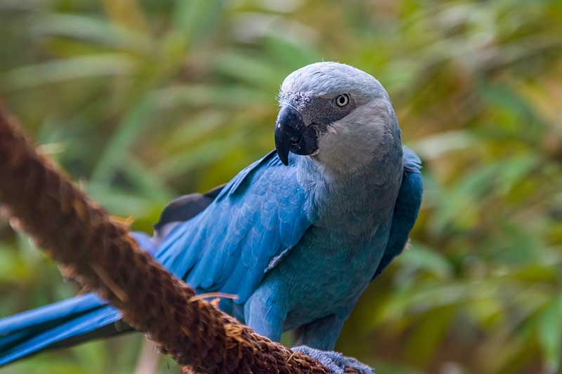 20 Of The Rarest Birds In The World Bird Spot