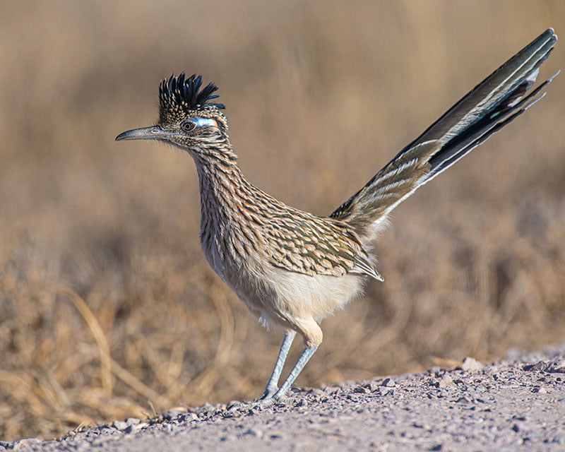 Is A Roadrunner A Real Bird? | Bird Spot