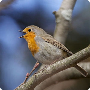Birds Of Britain Android App