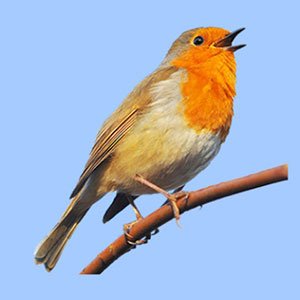 European Birds Songs & Calls Android App