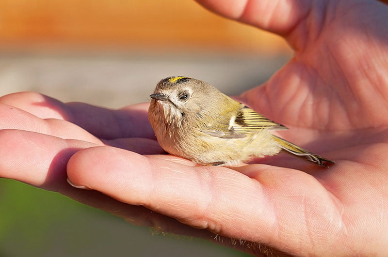 Goldcrest In The Hand
