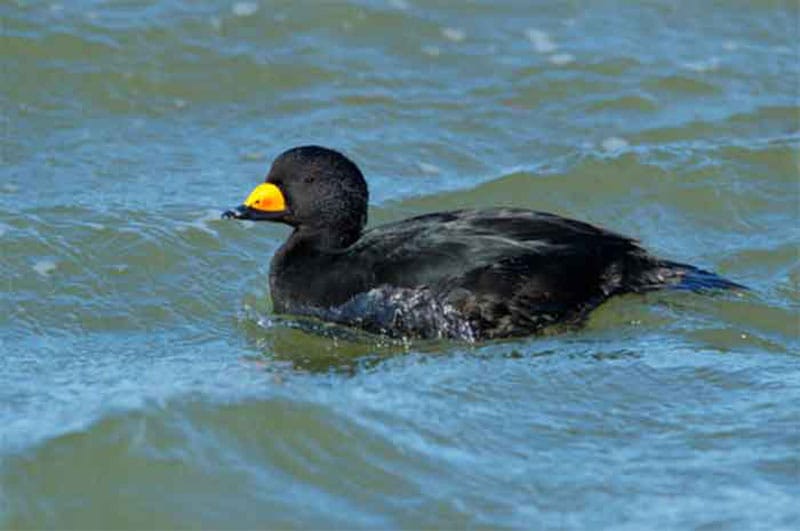 Black Scoter