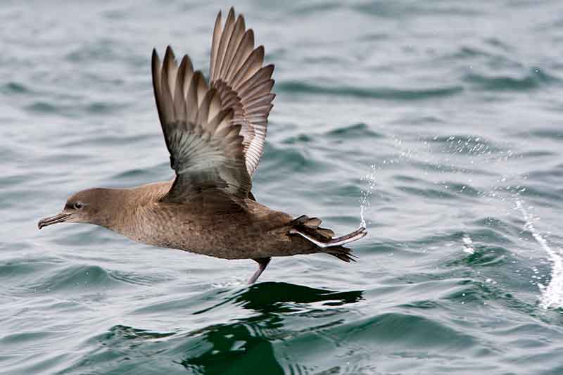 Sooty Shearwater