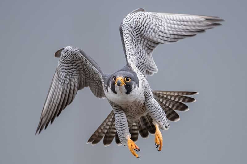 Peregrine Falcon