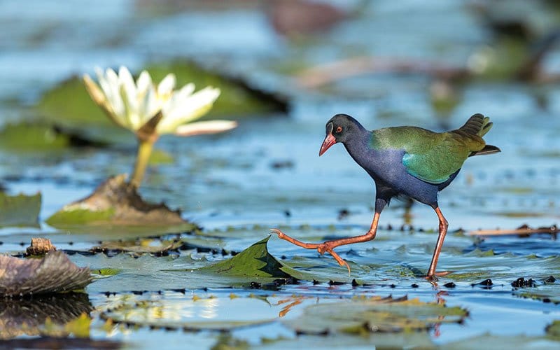 Allen's Gallinule
