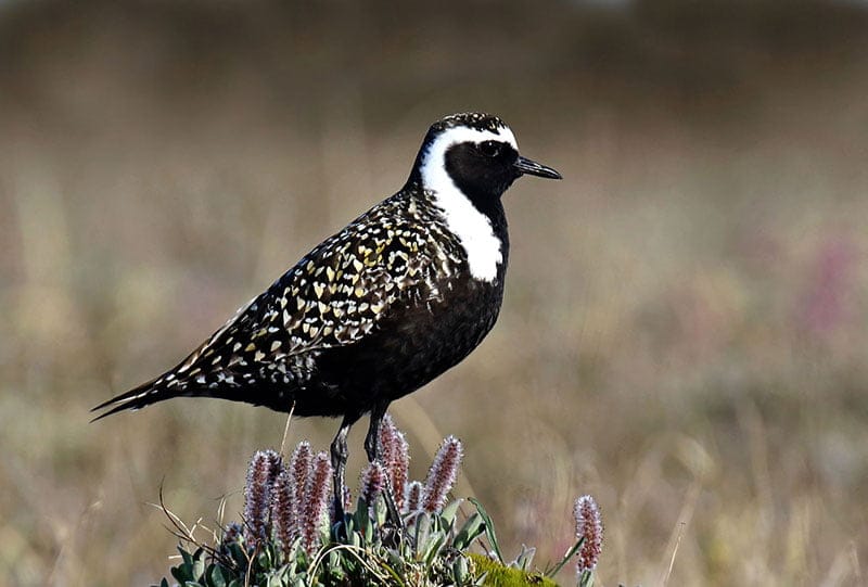 American Golden Plover