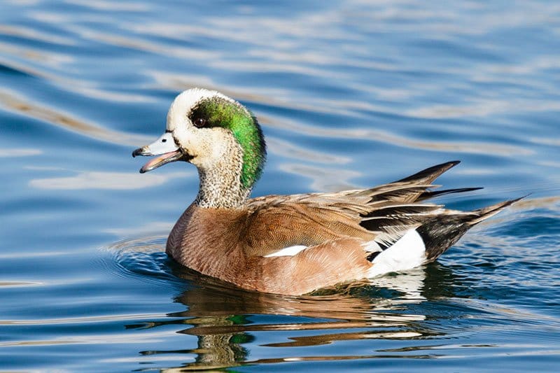 American Wigeon