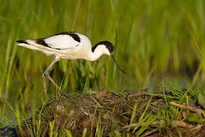 Avocet