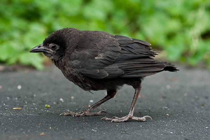 Baby Crow