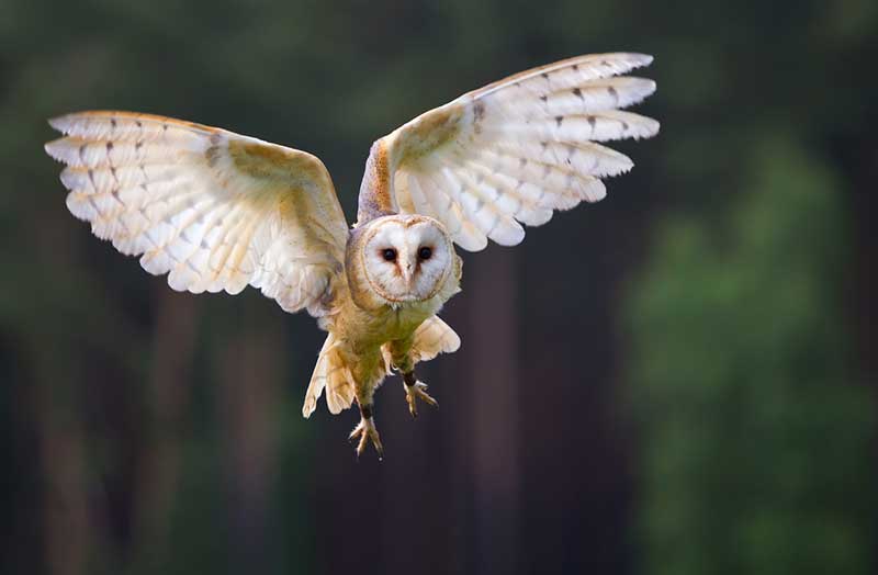 Barn Owl