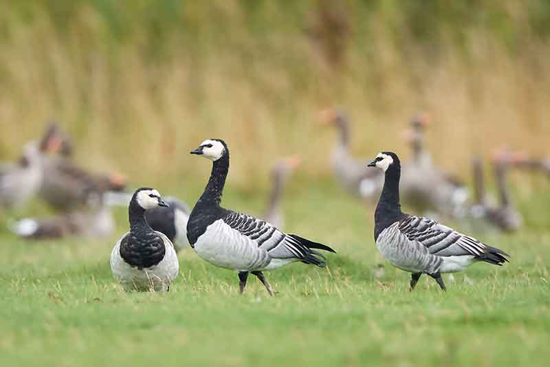 Barnacle Geese
