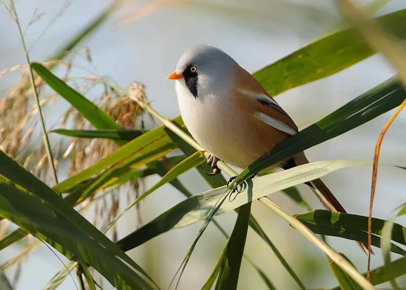 Bearded Tit