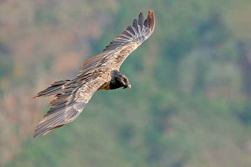Bearded Vulture