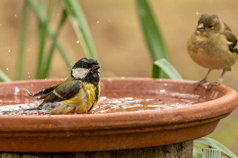 Bird Bath