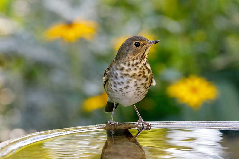Bird Bath