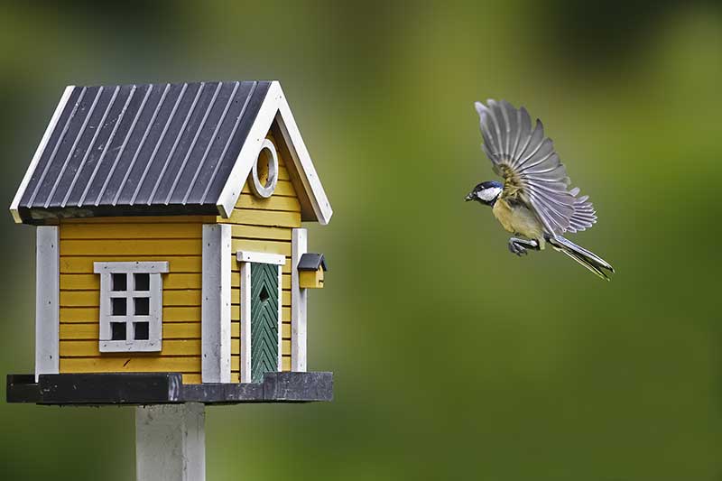 Bird Flying Into House