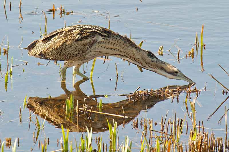 Bittern
