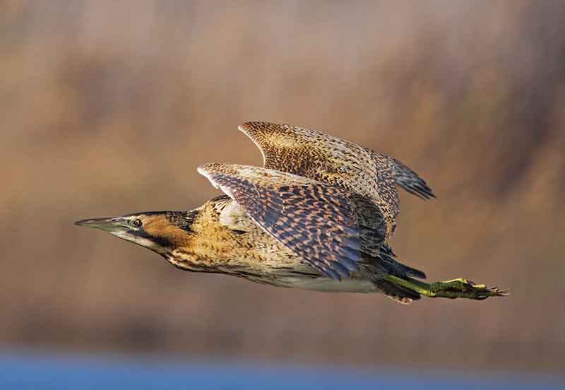 Bittern