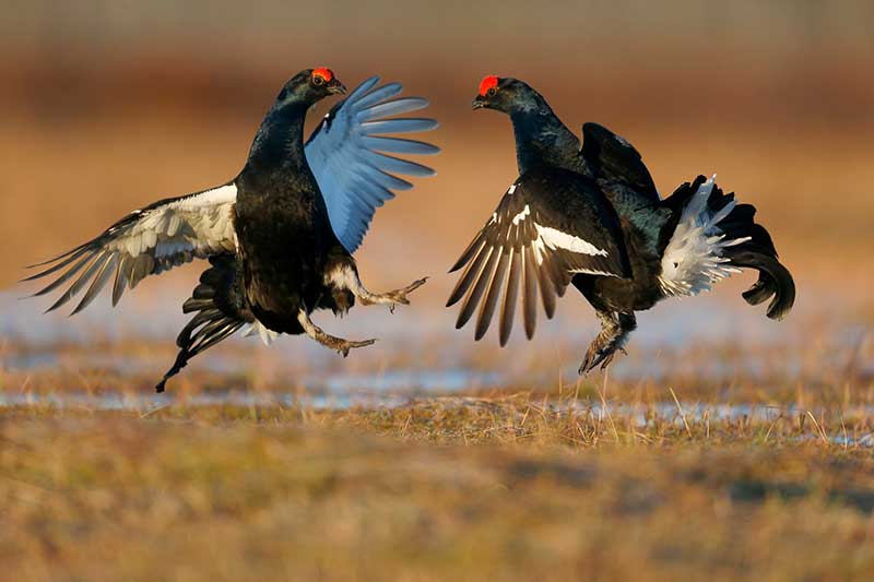 Black Grouse